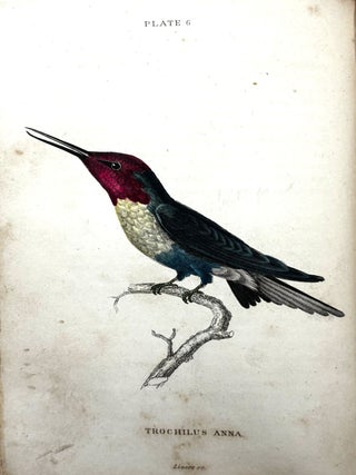 The Natural History of Humming-Birds (2 Volumes)