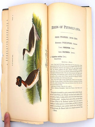 Report on the Birds of Pennsylvania: With Special Reference to the Food-Habits, Based on Over Three Thousand Stomach Examinations.